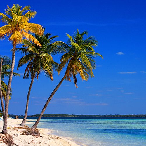 Palm trees in the Bahamas