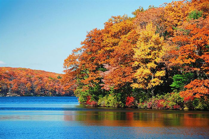 Autumn trees by a lake