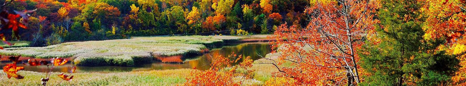 Autumn foliage around a New England marsh